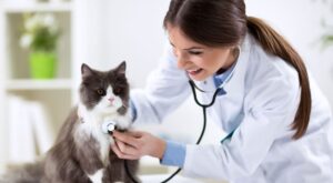 Veteriner Maaşları ve Atamaları 2025: Devlet ve Özel Klinik Farkları Veteriner Maaşları ve Atamaları 2025: Devlet ve Özel Klinik Farkları
