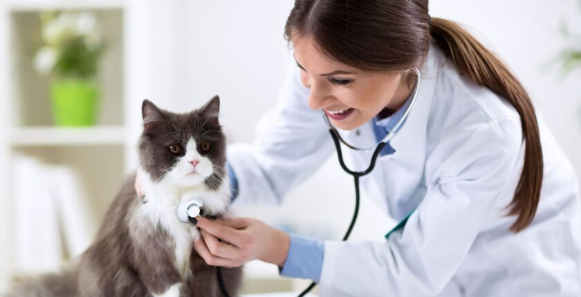Veteriner Maaşları ve Atamaları 2025: Devlet ve Özel Klinik Farkları Veteriner Maaşları ve Atamaları 2025: Devlet ve Özel Klinik Farkları